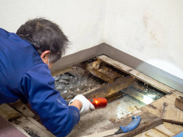 Best Mold Remediation for Specific Building Types in Beardstown, IL