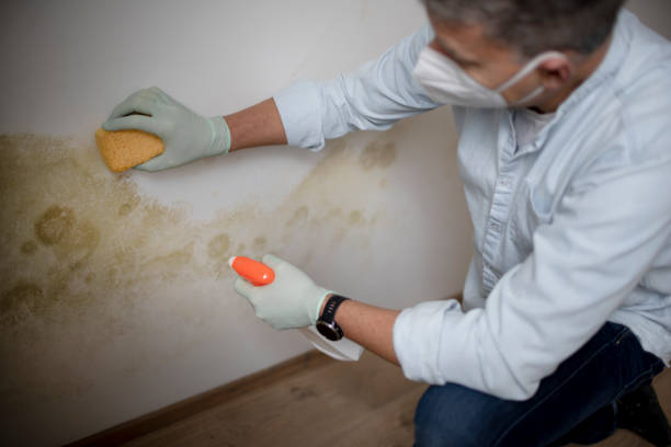 Best Insurance-Related Mold Remediation in Beardstown, IL