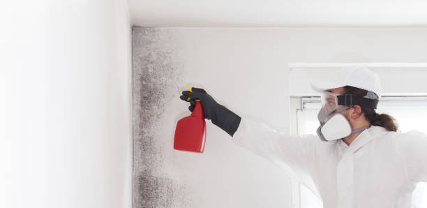 Best White Mold Remediation in Beardstown, IL