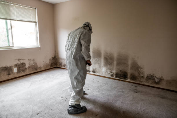 Best Black Mold Remediation in Beardstown, IL