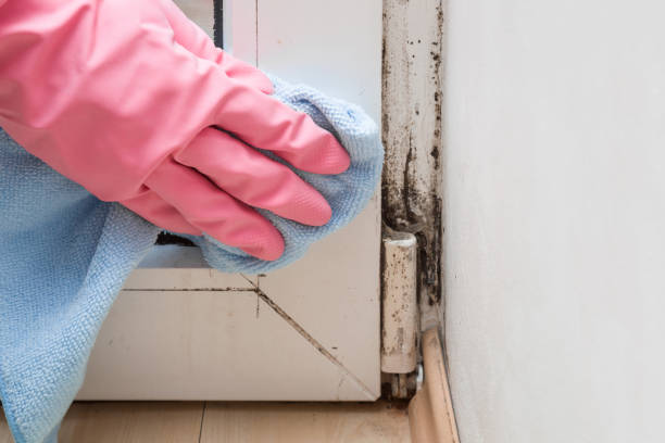 Best Basement Mold Remediation in Beardstown, IL